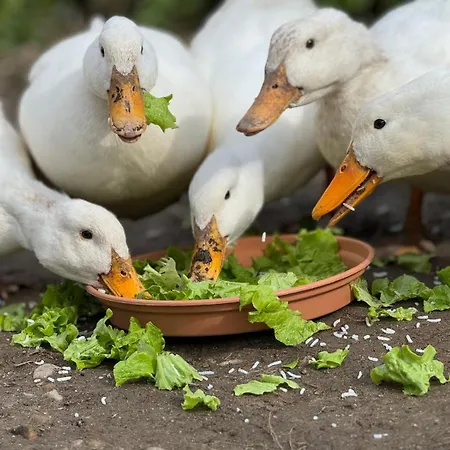 Les Ombrieres * Porcheresse
