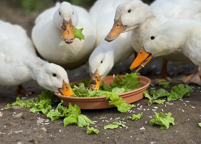 Les Ombrieres * Porcheresse